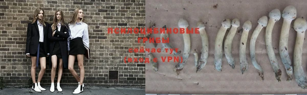 прущие грибы Нягань